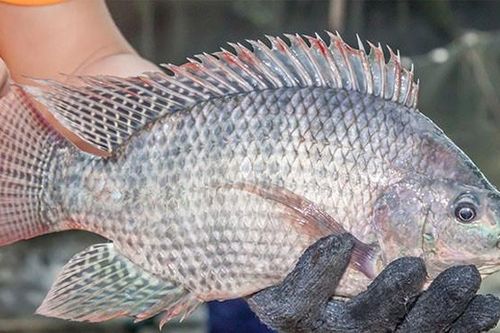 Brazil tăng mua loại cá giá rẻ của Việt Nam gấp 222 lần, Nhật Bản đưa vào sushi