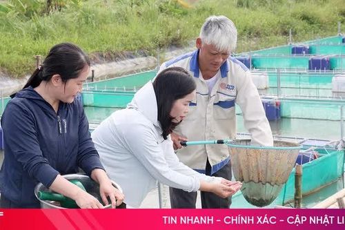 Cá chạch 'lên bè', mở hướng phát triển kinh tế ở Cẩm Bình