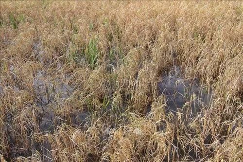 Cà Mau: Khó khăn bủa vây vụ lúa Hè Thu