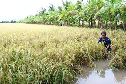 Mưa dông khu vực cao nguyên Trung Bộ và Nam Bộ