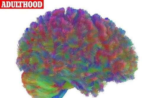 Nghiên cứu hé lộ hai bước ngoặt quan trọng của não bộ