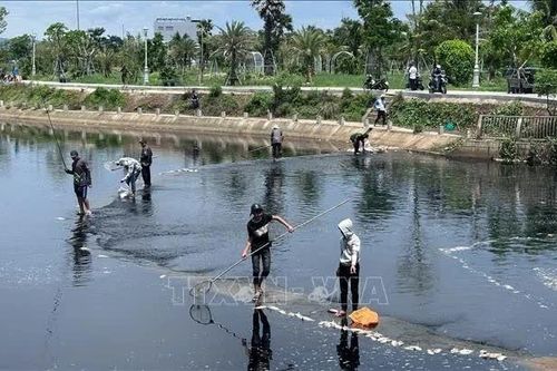 Khuyến cáo không sử dụng cá chết hàng loạt tại hồ điều hòa Hồ Sơn