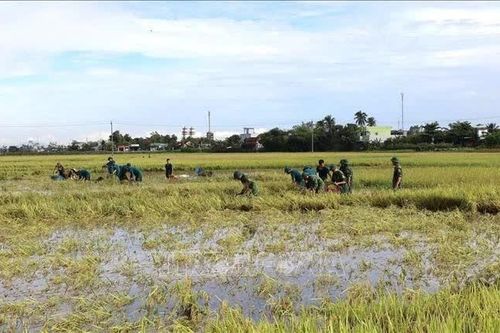 Đắk Lắk khẩn trương thu hoạch lúa Hè Thu ứng phó mưa lớn, ngập úng