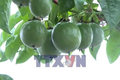 Gia Lai liên kết để ổn định sản phẩm nông sản xuất khẩu