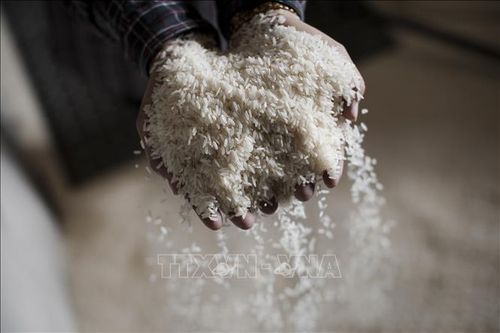 Giá gạo Ấn Độ tiến sát mức cao nhất trong hơn một năm