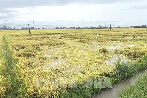 Đắk Lắk khẩn trương thu hoạch lúa Hè Thu ứng phó mưa lớn, ngập úng