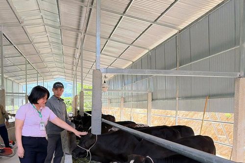 Trợ lực từ vốn tín dụng chính sách
