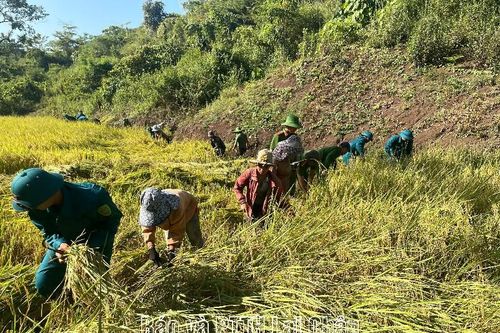 Lực lượng vũ trang chung tay gặt lúa giúp hộ nghèo tại xã Nậm Mạ