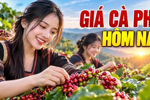 Giá cà phê hôm nay 26/9/2026: Giảm nhẹ, cao nhất 92.700 đồng/kg