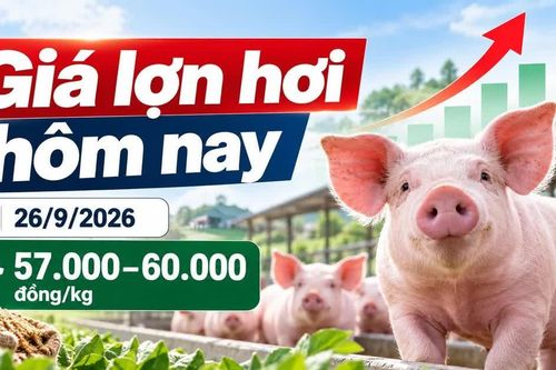 Giá lợn hơi hôm nay 26/9: Hai địa phương duy trì mốc 60.000 đồng/kg