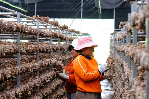 Khi những giàn nấm lên mùa