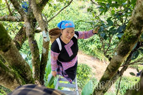 Giữ vùng chè cổ, mở sinh kế mới