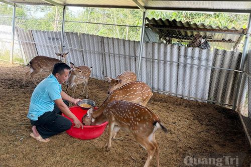 Kỳ vọng mô hình nuôi hươu sao lấy nhung