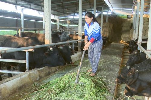 Hiệu quả từ mô hình phụ nữ góp vốn xoay vòng