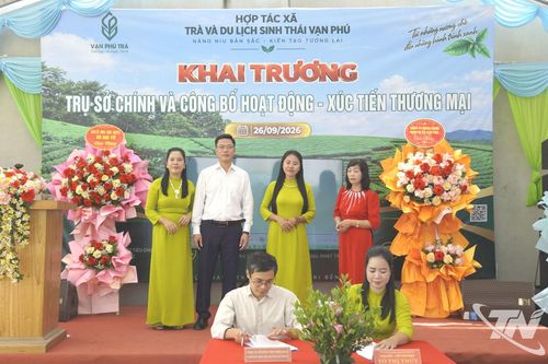Tăng cường liên kết, phát triển vùng chè bền vững
