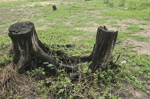 Giữ 'lá chắn xanh' cho vành đai biển của Huế - Bài 1: Biển tiến, rừng lùi
