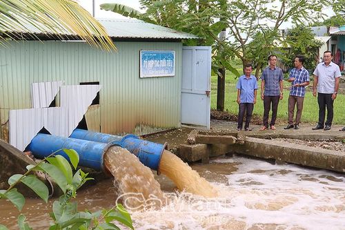 Mưa ngập, lúa rớt giá: Nông dân Cà Mau thêm khó cuối vụ Hè Thu