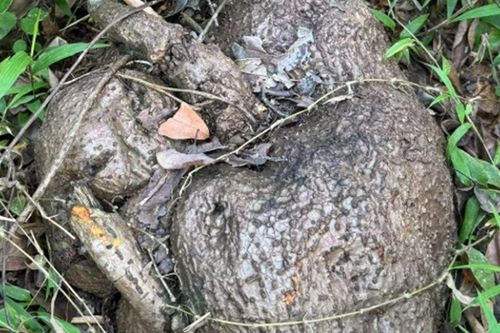 Loại củ 'xấu xí' thường dùng trong bài thuốc an thần, nhiều người đào về ngâm rượu: Chuyên gia cảnh báo điều này