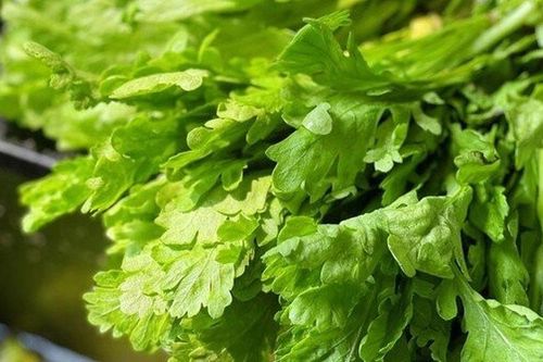 Cây dại mọc bờ rào thành đặc sản nổi tiếng giá 55.000 đồng/kg, trồng 30 ngày cho thu hoạch, tốt cho sức khỏe