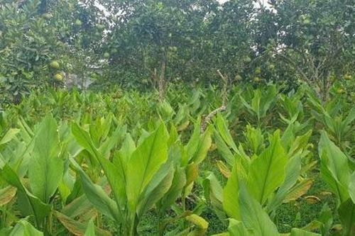 Nông dân Phùn Văn Hòa đoạt giải tại cuộc thi 'Sáng tạo Kỹ thuật Nhà nông toàn quốc'