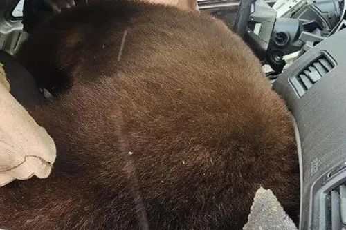 Phát hiện con gấu nặng 113,4 kg mắc kẹt rồi tử vong trong ô tô