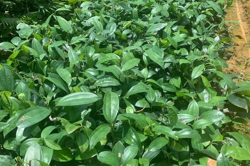 Bộ Y tế đề xuất chậm nhất năm 2030, cơ sở dược liệu phải đáp ứng GACP