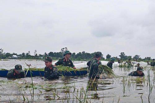 An Giang: Bộ đội dầm mình trong nước, giúp dân cứu lúa