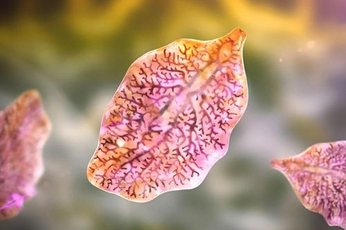 6 dấu hiệu cảnh báo nhiễm sán lá gan