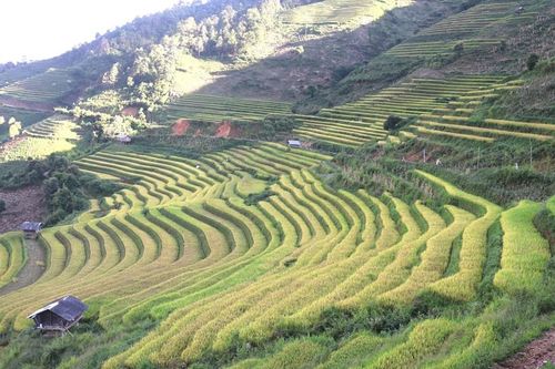 Phát triển du lịch Mù Cang Chải gắn với bảo tồn văn hóa, cảnh quan