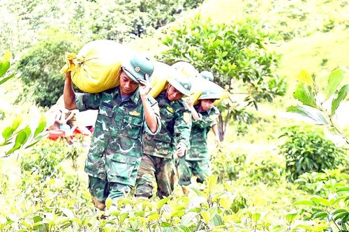 Bộ đội Biên phòng giúp dân gặt lúa 'chạy lũ'