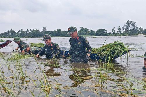 Dầm mình giúp người dân thu hoạch lúa