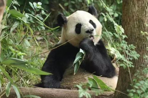 Trung Quốc đưa cặp gấu trúc khổng lồ đến Mỹ