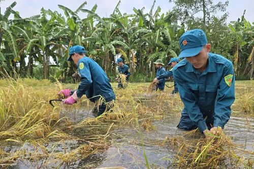Cà Mau: Nước ngập sâu, dân quân tự vệ hỗ trợ nông dân thu hoạch lúa