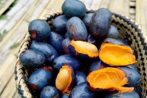 Cọ nếp Phú Thọ vào mùa thu hút người tiêu dùng dù giá cao