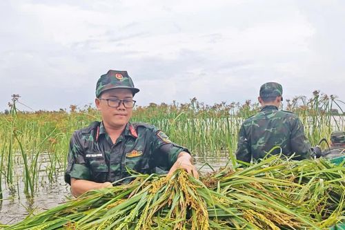 Bộ đội lội ruộng giúp dân thu hoạch lúa giữa mùa mưa ngập