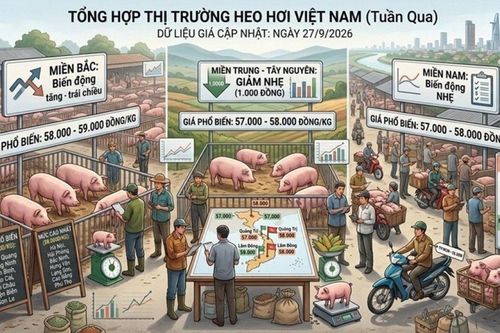 Giá heo hơi hôm nay 27/9: Đà giảm quay trở lại, thị trường rơi khỏi mốc 60.000 đồng/kg