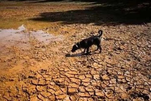 Bang Maharashtra, Ấn Độ tuyên bố hạn hán tại 265 khu vực hành chính