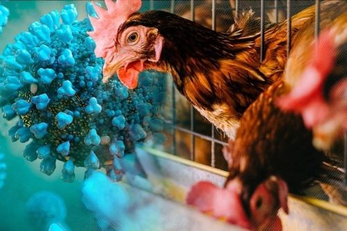 Dịch cúm gia cầm H5N1 khiến Victoria hoãn quy định mới về nuôi gà