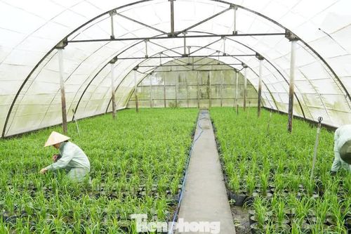 Tất bật trồng 25.000 chậu lúa phục vụ festival