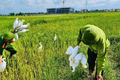 Tháo dỡ 'ma trận' bẫy tận diệt chim trời mùa di cư
