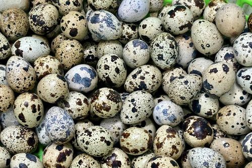 Luộc trứng cút bao nhiêu phút thì chín?