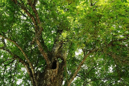 'Thị ông', 'thị bà' cùng mọc trên cây cổ thụ 400 tuổi giữa xứ Mường