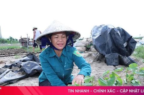 Hà Tĩnh: Hơn 650 ha cây trồng vụ đông đã xuống giống