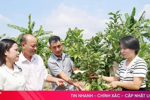 Không gian mới trên quê hương Cẩm Thành