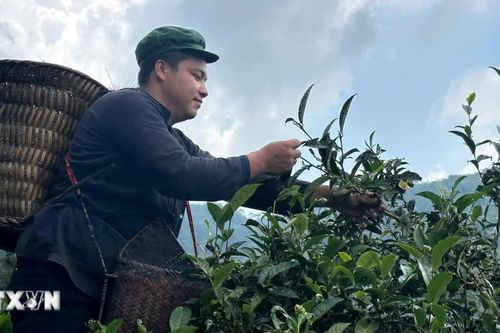 Nông nghiệp '3 không' giúp kinh tế vùng cao ở Lào Cai đổi thay