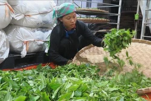 Nông nghiệp '3 không' giúp kinh tế vùng cao đổi thay