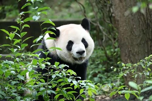 Hành trình đến sở thú Atlanta của 'đại sứ' gấu trúc Trung Quốc