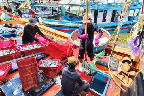 Thâu đêm dò luồng cá cơm trên biển Quảng Ngãi