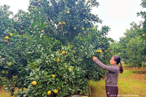 Điền Lư phát triển kinh tế, nâng cao thu nhập cho người dân