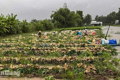 U Minh Thượng có 6.385ha nông nghiệp trước nguy cơ ngập, nông dân chạy lũ